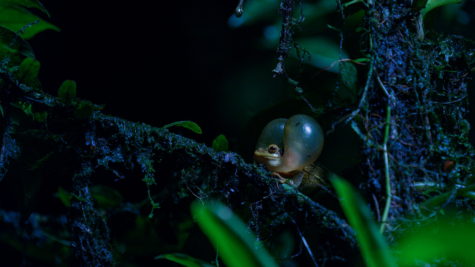 An explosion of breeding frogs BBC Earth